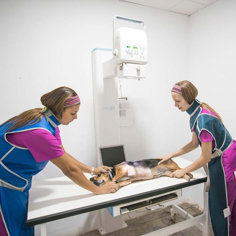 Dos técnicos veterinarios colocan a un perro en una mesa para una radiografía. Sala blanca, máquina de rayos X, equipo de protección.