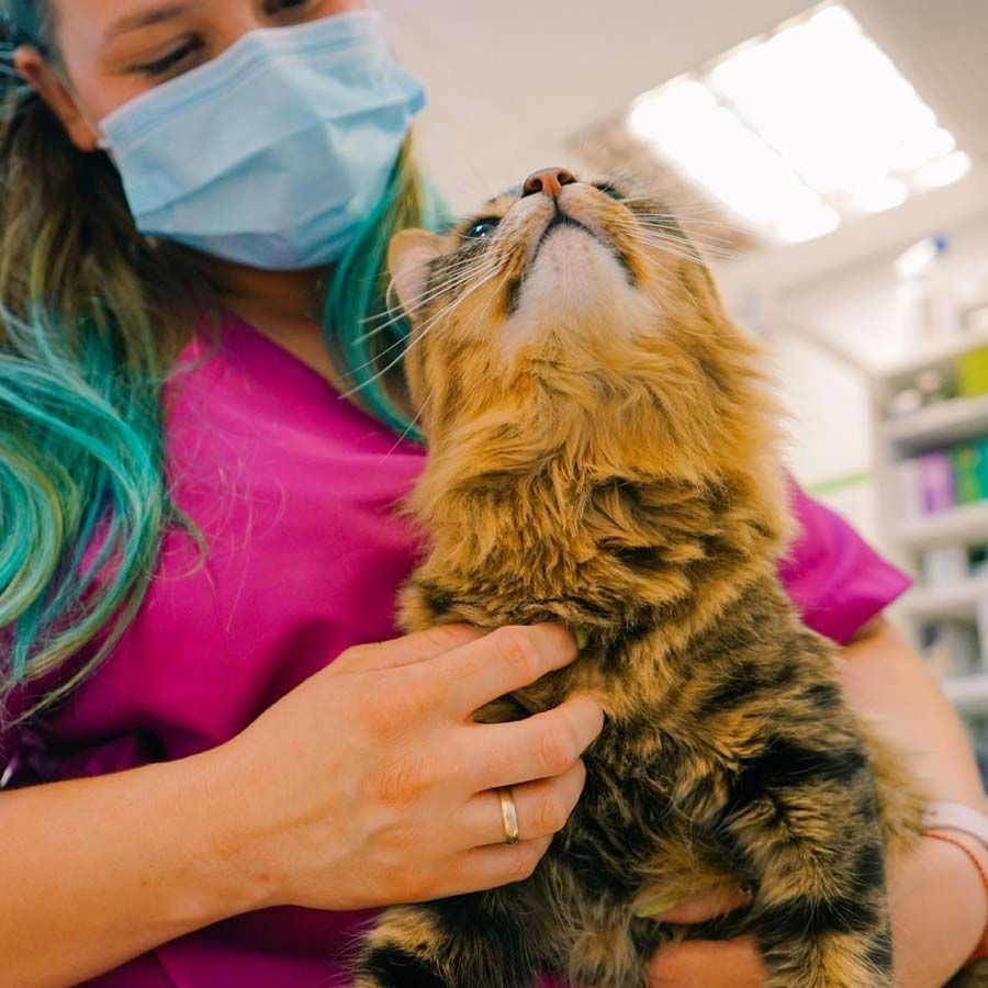 Un veterinario con uniforme rosa sostiene un gato atigrado marrón y esponjoso, mientras ambos miran hacia arriba en el interior.