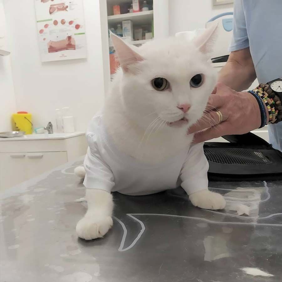 Gato blanco con camisa blanca en el consultorio de un veterinario, siendo examinado por la mano de una persona.