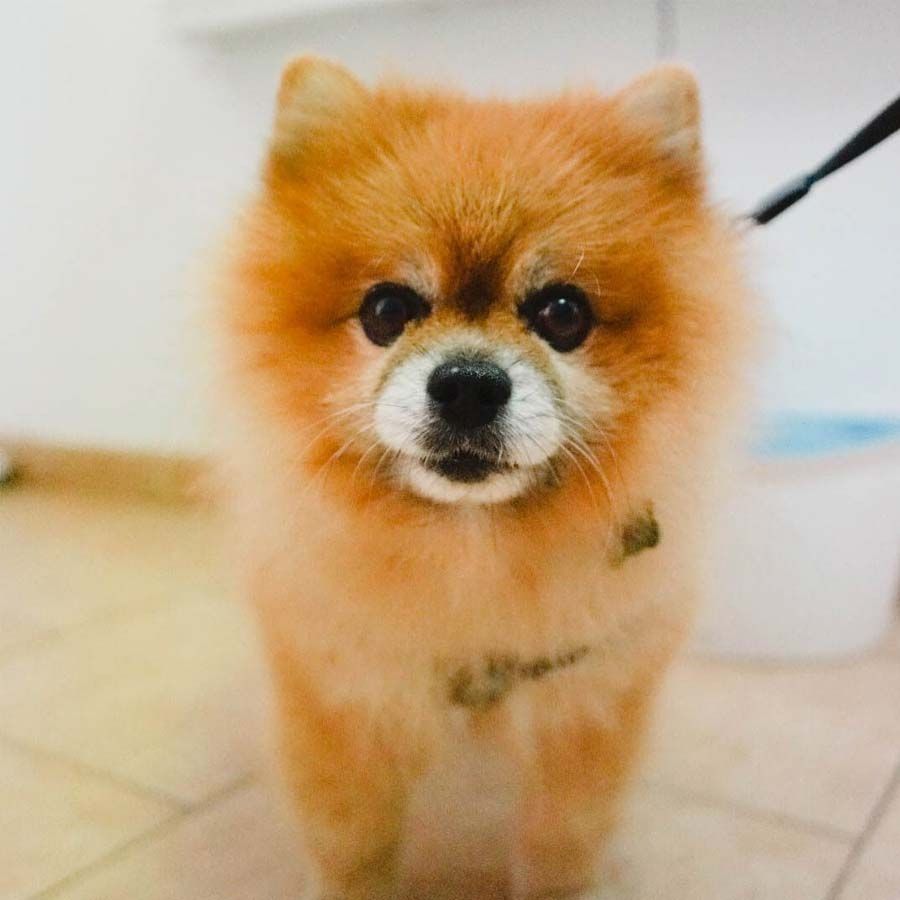 Perro Pomerania de color naranja con un pelaje esponjoso, mirando directamente a la cámara.