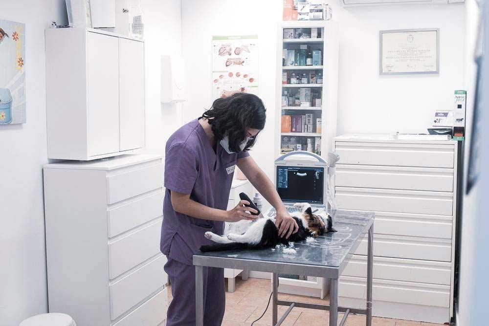 Un veterinario con uniforme morado afeita a un perro en una mesa de metal en una clínica.