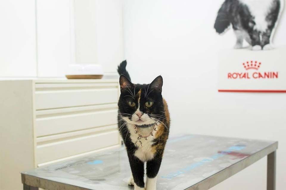 Gato calicó en una mesa de examen, mirando al espectador en el consultorio de un veterinario.