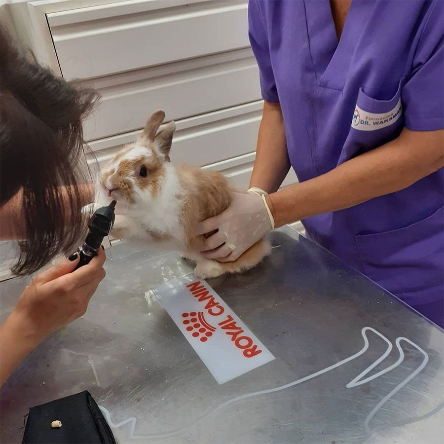 Un conejo en el consultorio del veterinario recibiendo un examen ocular por parte de una persona con una blusa morada.