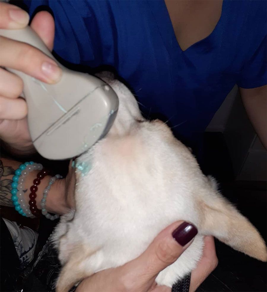 Una persona utiliza un dispositivo de ultrasonido en el cuello de un pequeño perro blanco.