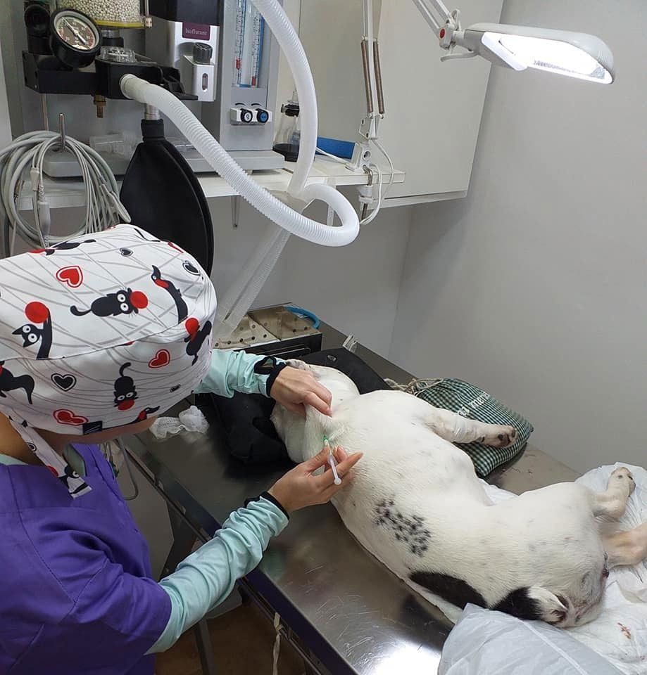 Veterinario inyectando a un perro en una mesa de operaciones. Equipo quirúrgico visible.