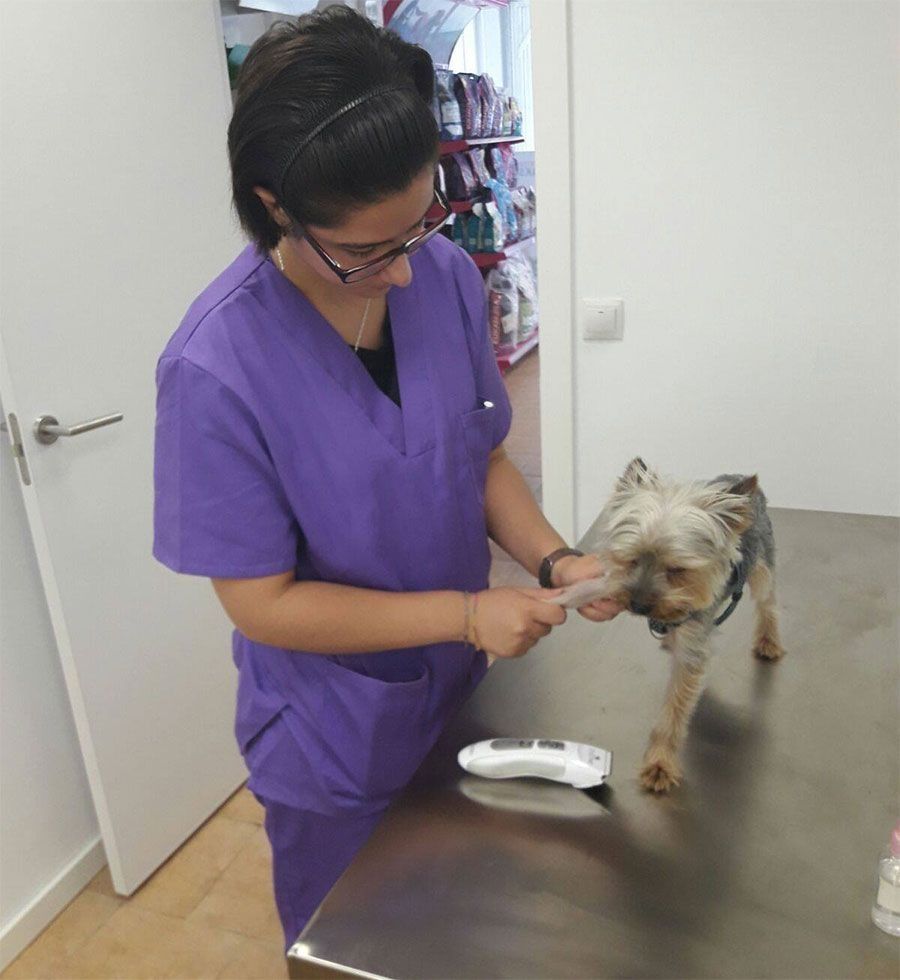 Un veterinario con uniforme morado examina a un perro pequeño en una mesa de metal en una oficina.