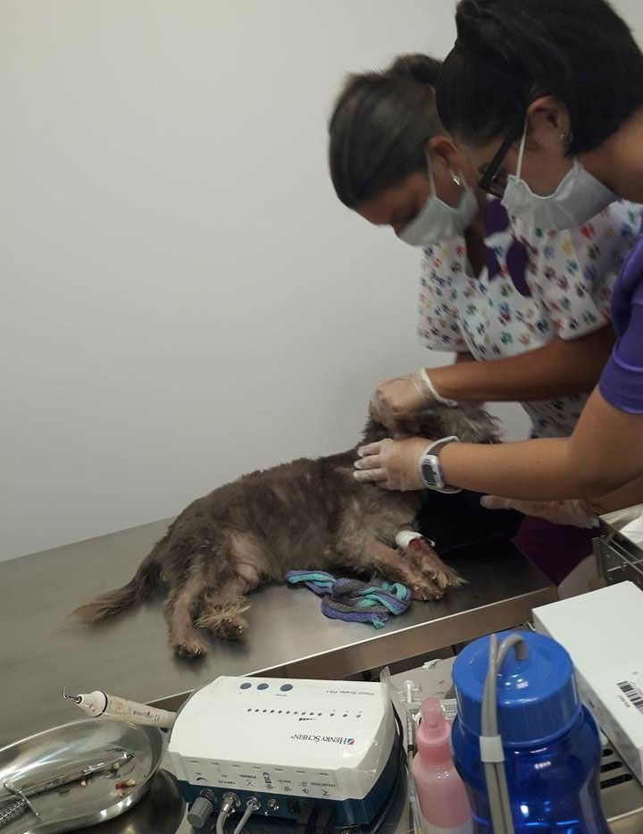 Dos personas con máscaras atienden a un gato gris en una mesa de metal en una clínica veterinaria.