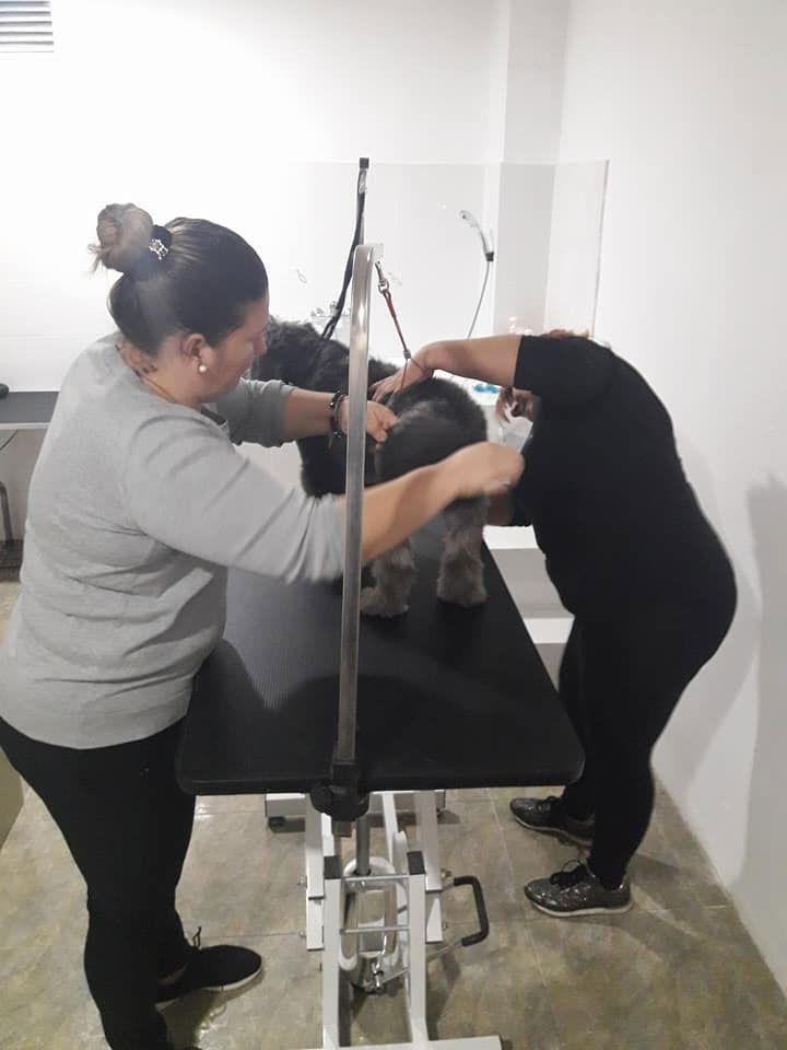 Dos mujeres acicalan a un perro oscuro en una mesa de aseo. Habitación blanca.