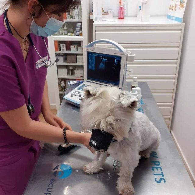 Veterinario realizando una ecografía a un pequeño perro blanco en una clínica.