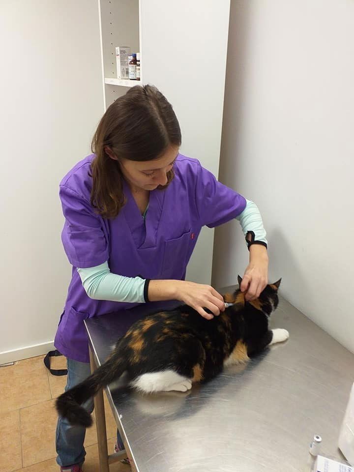 Veterinario con uniforme morado examina a un gato atigrado en una mesa de metal en una clínica.