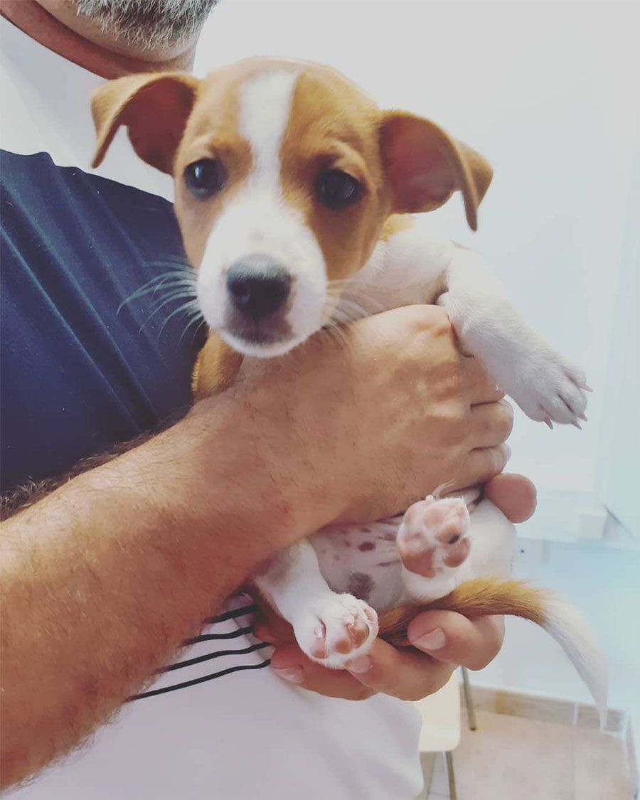 Cachorro con manchas blancas y marrones, en brazos de alguien. Mira a la cámara.