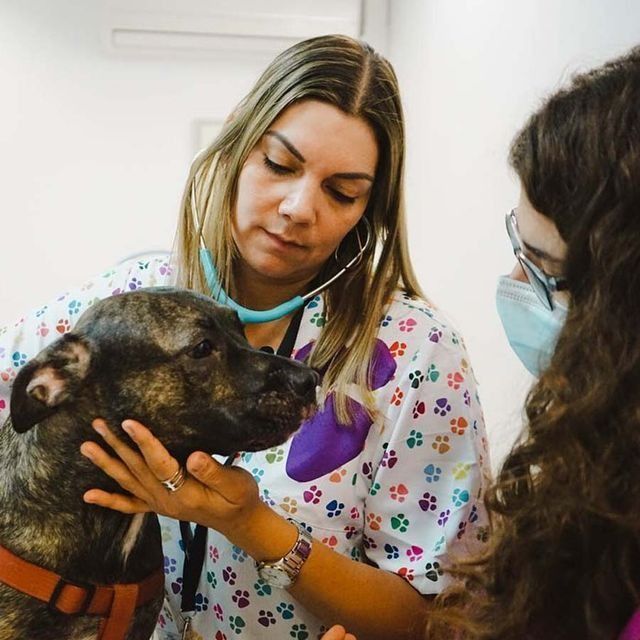Un veterinario examina el corazón de un perro con un estetoscopio, asistido por otra persona en una clínica.
