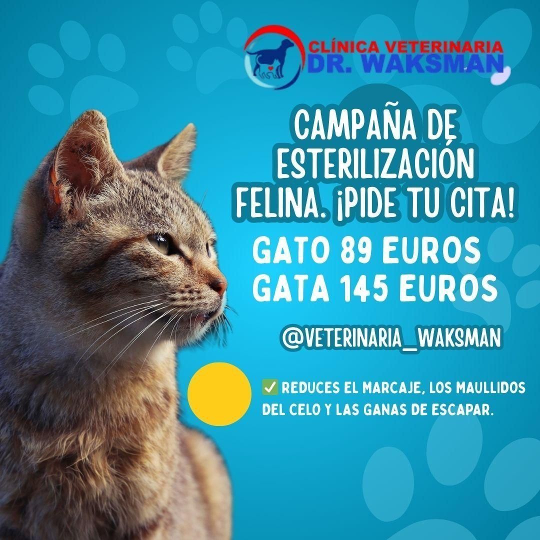 Anuncio de clínica veterinaria: Campaña de esterilización de gatos. Gato macho: 89 €, gata: 145 €. Reduce el marcaje, las llamadas de apareamiento y el impulso de escape.