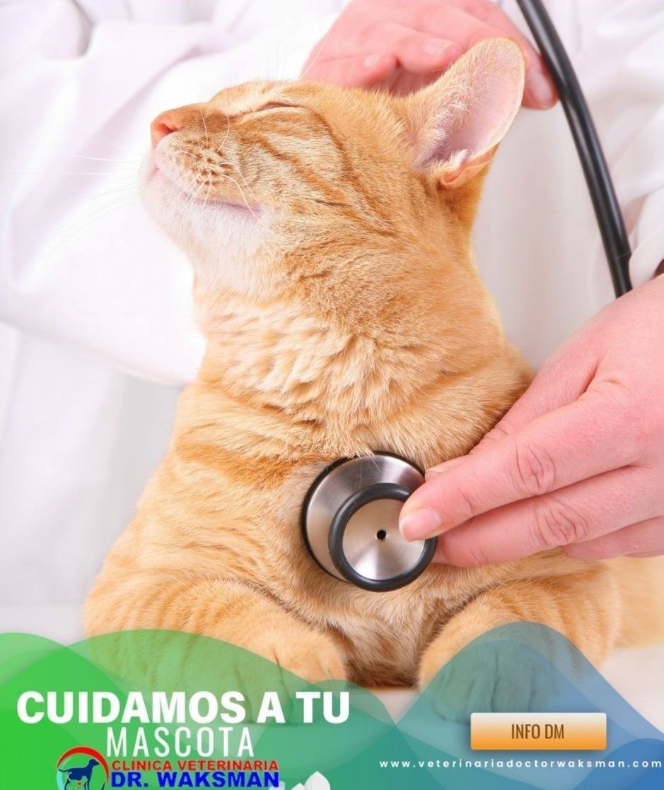 Un veterinario examina a un gato con un estetoscopio. Gato naranja, veterinario con bata blanca.