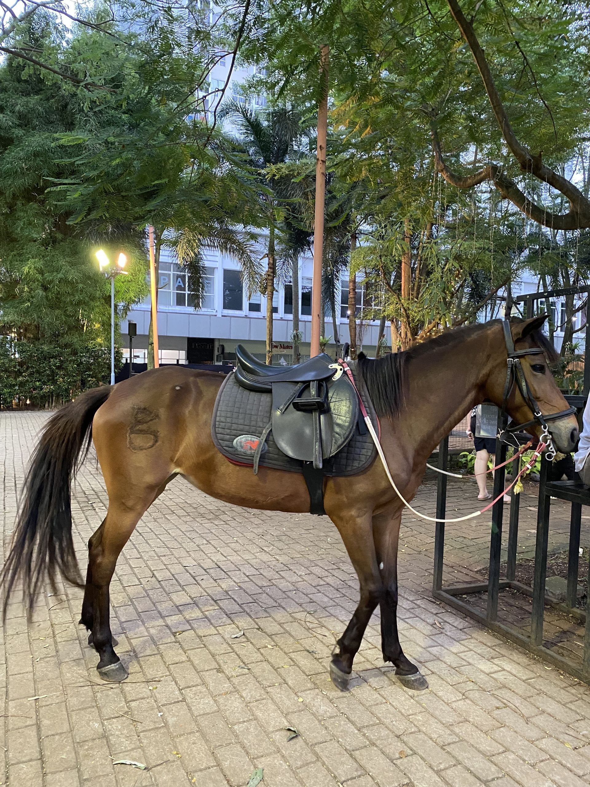 Ein braunes Pferd mit Sattel steht angebunden an einem Zaun in einer Parklandschaft, im Hintergrund sind Bäume und ein Gebäude zu sehen.