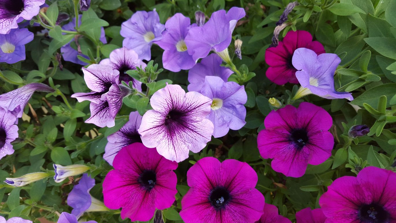 Gärtnerei | Blumen Höhener GmbH | Teufen & Bühler