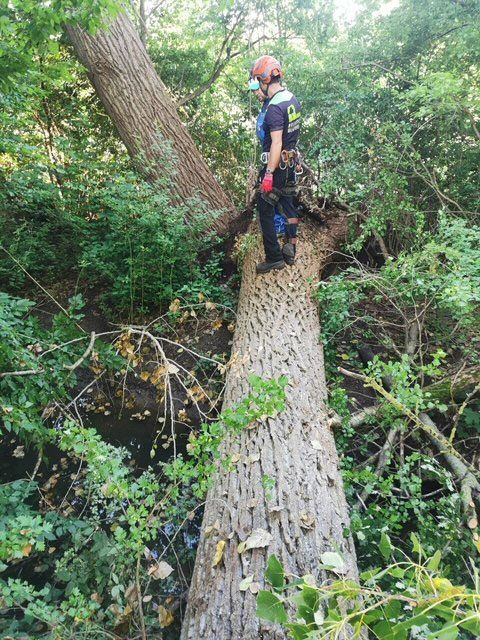 Eine Person in Schutzausrüstung steht auf einem großen, umgestürzten Baum in einem Wald und schätzt wahrscheinlich die Lage ein.