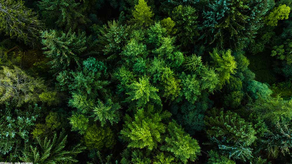Draufsicht auf einen dichten Wald mit einer Mischung aus immergrünen und Laubbäumen in verschiedenen Grüntönen.