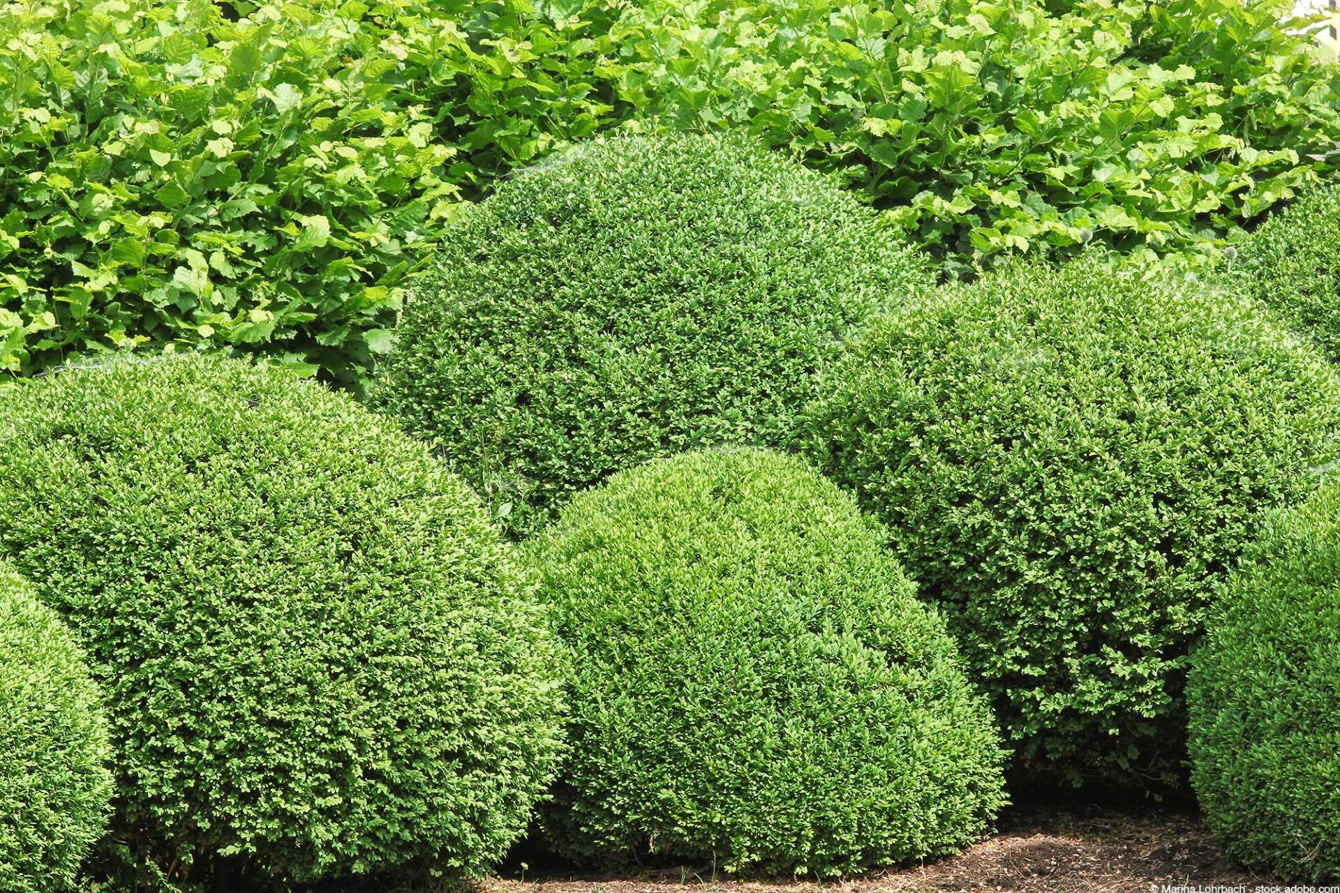 Grüne, runde Buchsbaumsträucher in einer Gartenumgebung mit grünem Laub im Hintergrund.