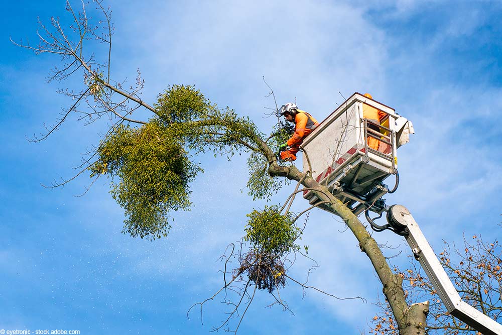 Baumpfleger in einer Hebebühne schneidet vor blauem Himmel mit einer Kettensäge Mistelzweige von einem Baum.