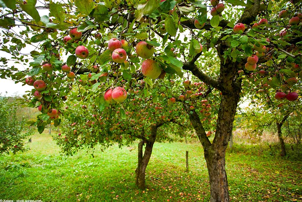 Apfelbäume voller roter und grüner Früchte in einem grasbewachsenen Obstgarten.
