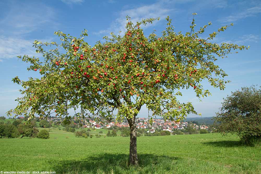Obstbaumschnitt