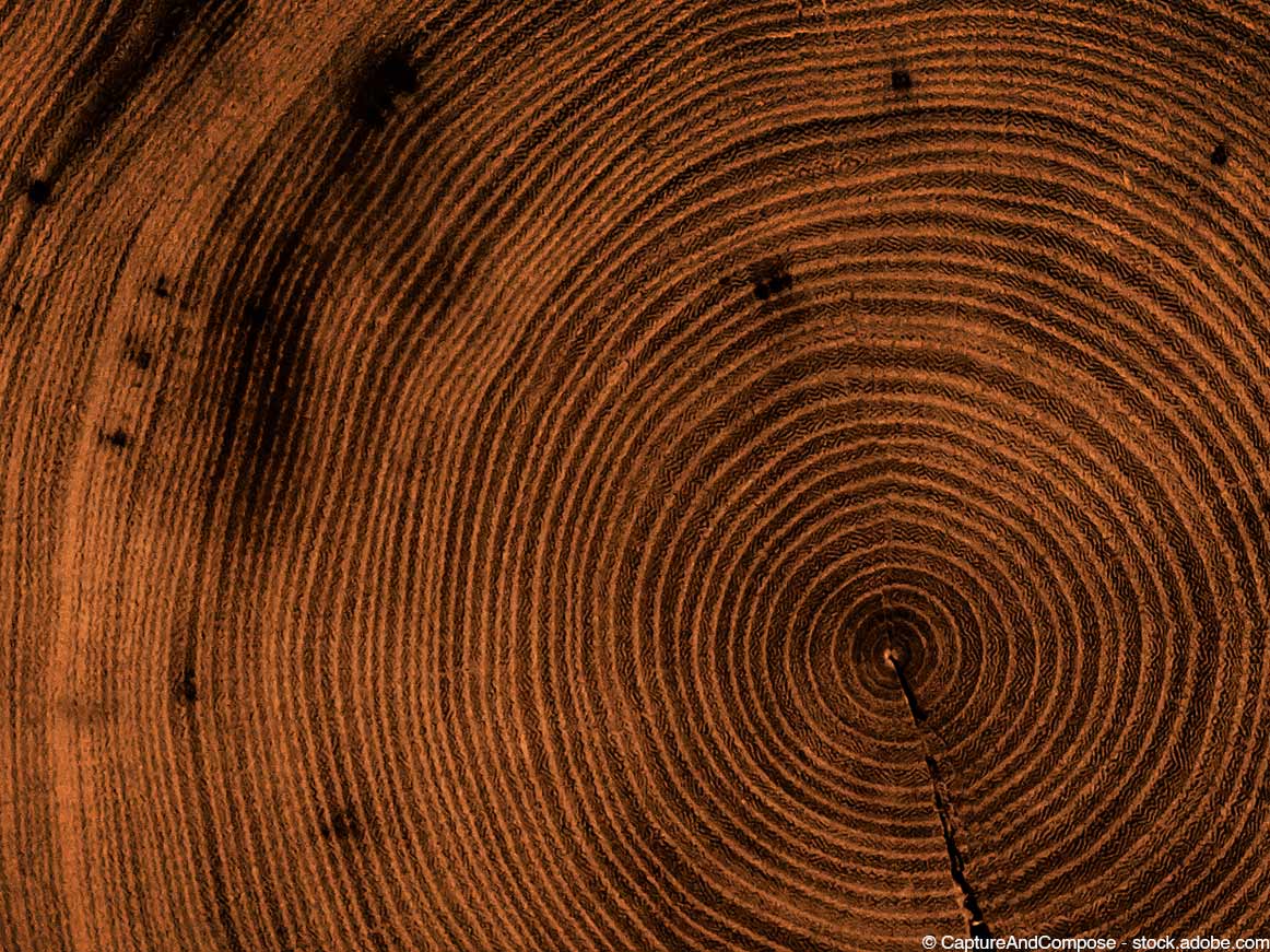 Nahaufnahme eines Baumstammquerschnitts. Braunes Holz zeigt konzentrische Ringe, einen zentralen Riss und eine dunkle, unregelmäßige Markierung.