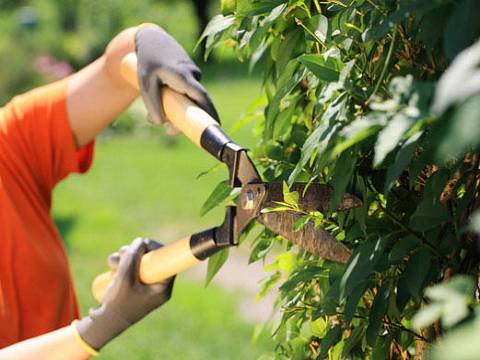 Person schneidet grüne Blätter eines Busches mit einer Gartenschere. Sie trägt ein orangefarbenes Hemd und graue Handschuhe.