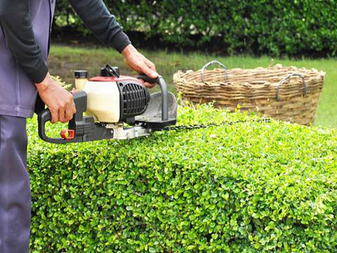 Person schneidet eine grüne Hecke mit einer Heckenschere, im Hintergrund ist ein Weidenkorb zu sehen.