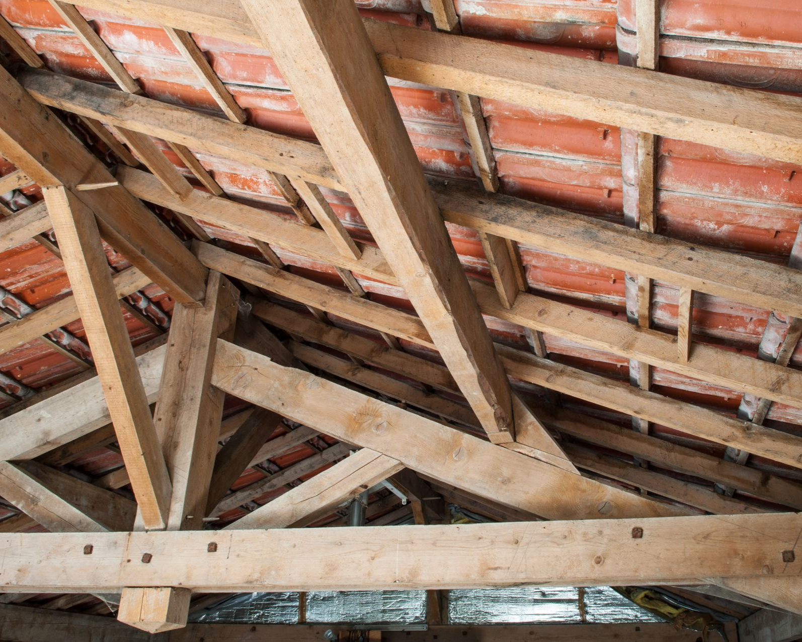 Plusieurs termites sur du bois.