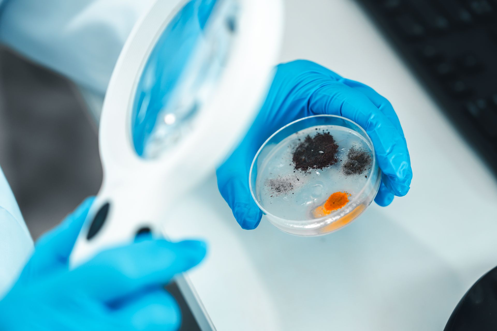 Analyse d'un champignon en laboratoire.