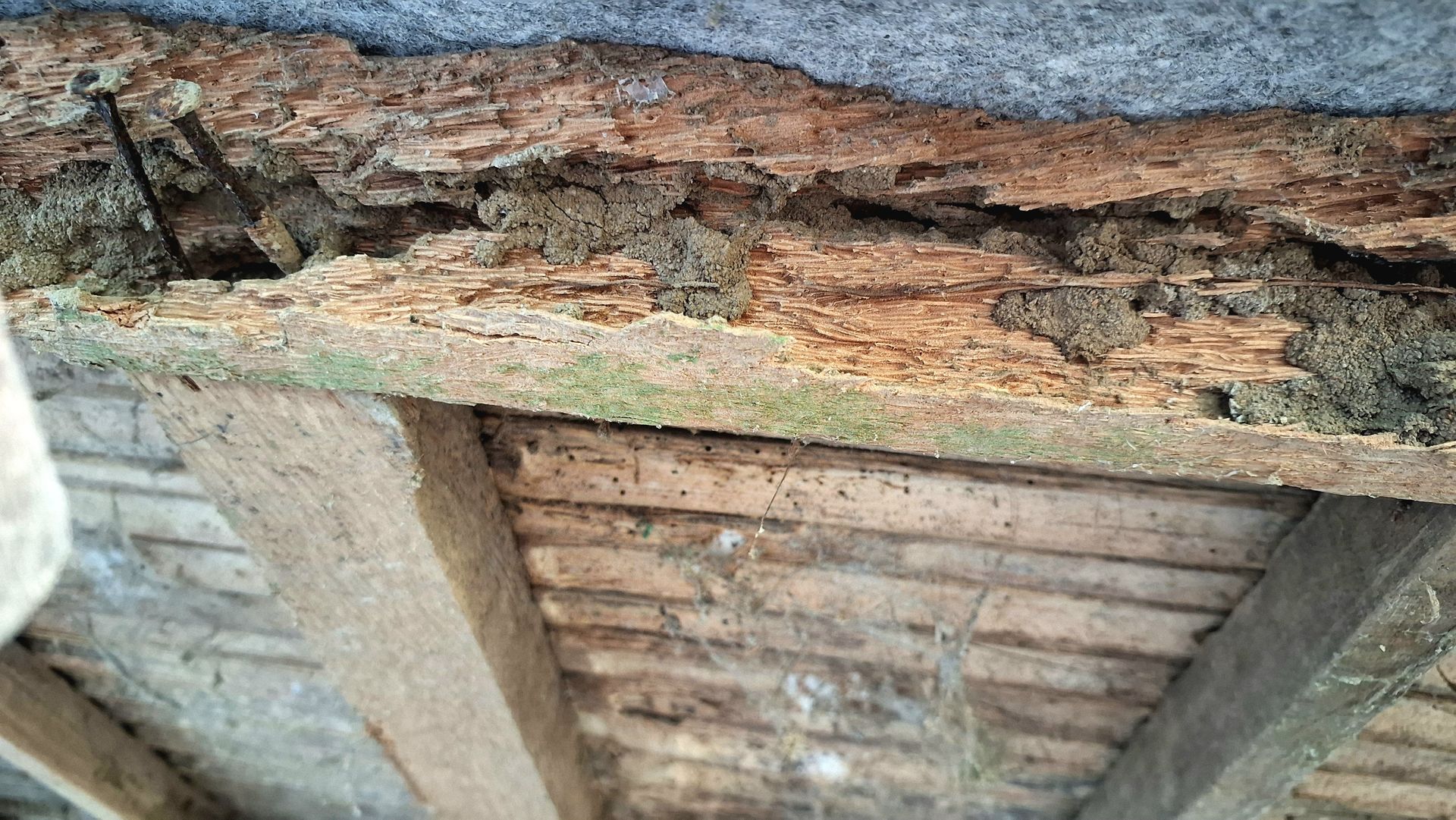 Gros plan sur une poutre en bois gravement endommagés par les insectes.