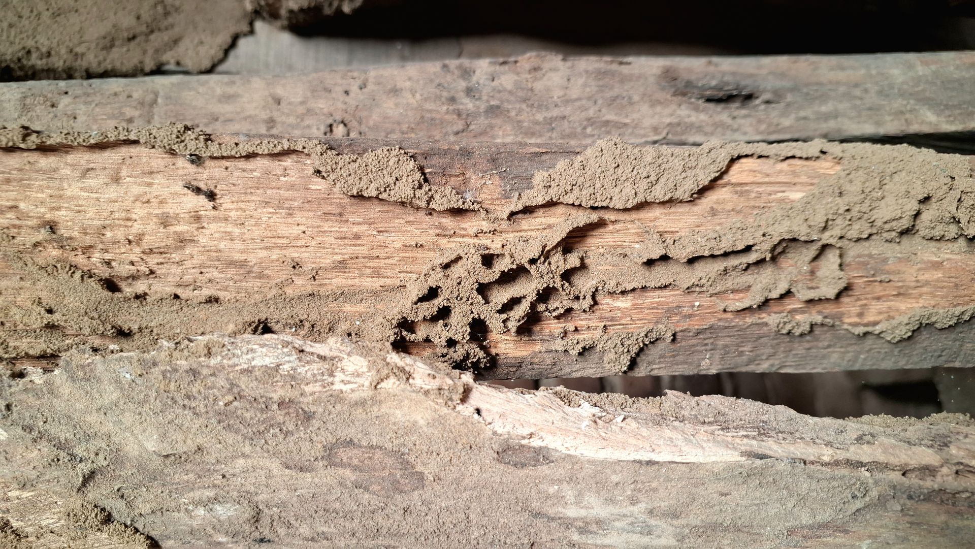 Gros plan sur des poutres en bois rongées par les insectes xylophages.