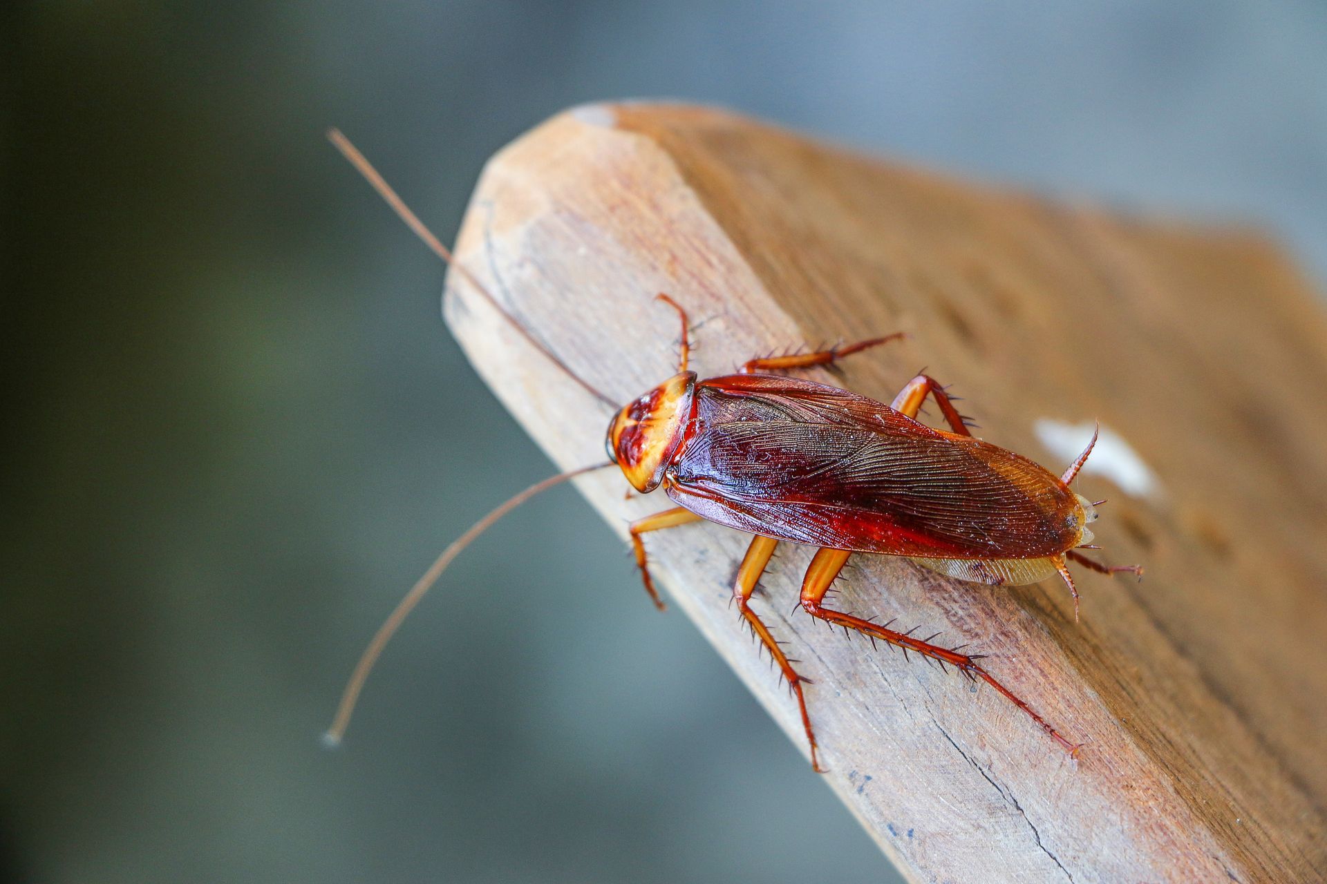 Une blatte brun rougeâtre aux longues antennes rampant sur le bord d'une surface en bois clair.