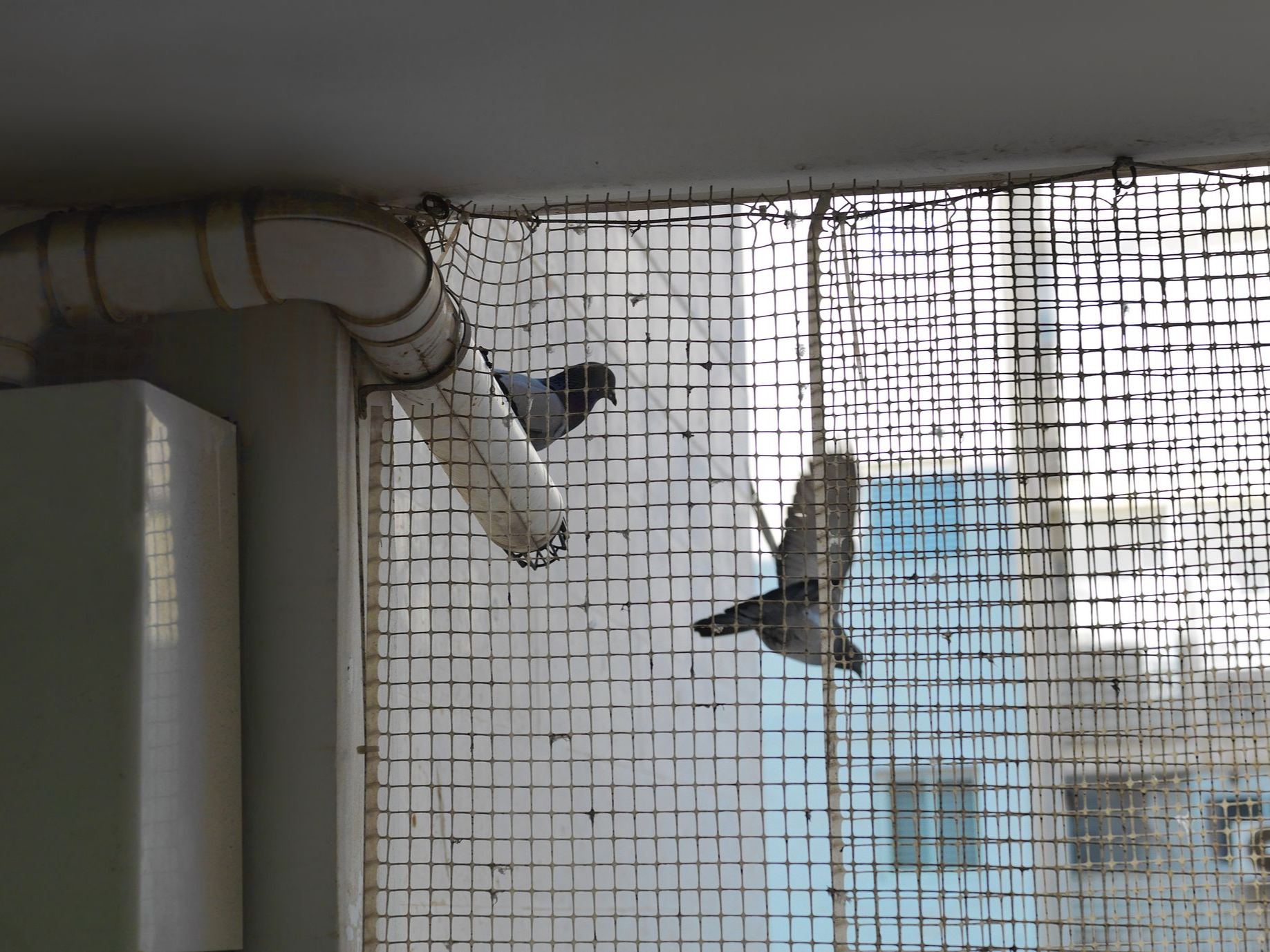 Deux pigeons derrière un filet antipigeon.
