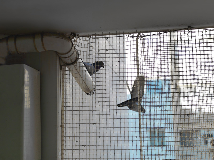 Deux pigeons derrière un filet antipigeon.