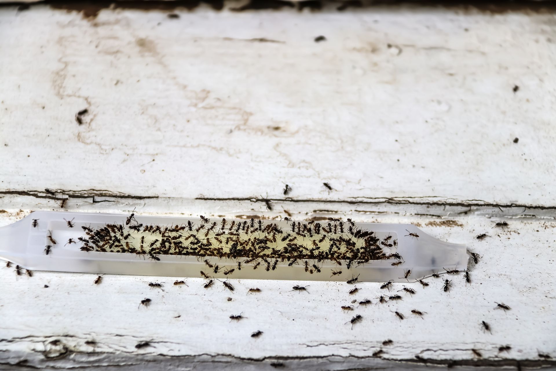 Un essaim de petites fourmis noires.