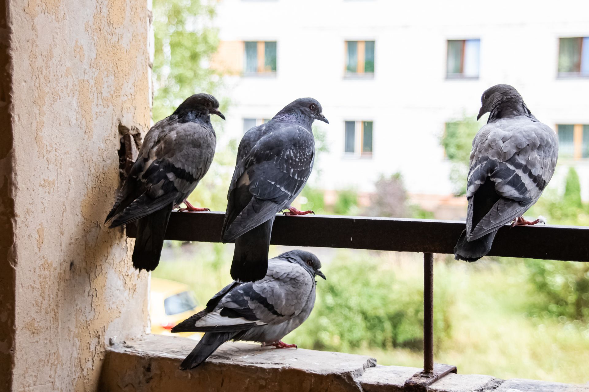 Quatre pigeons gris perchés sur la rambarde et le rebord d'un balcon.