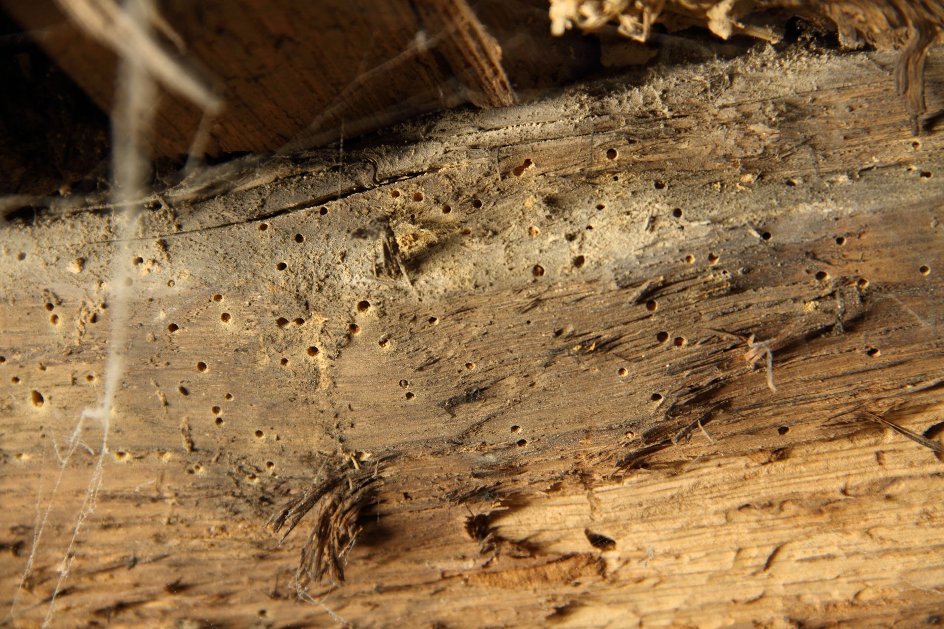 Gros plan sur du bois brun clair densément piqué de nombreux petits trous de sortie causés par des insectes xylophages.