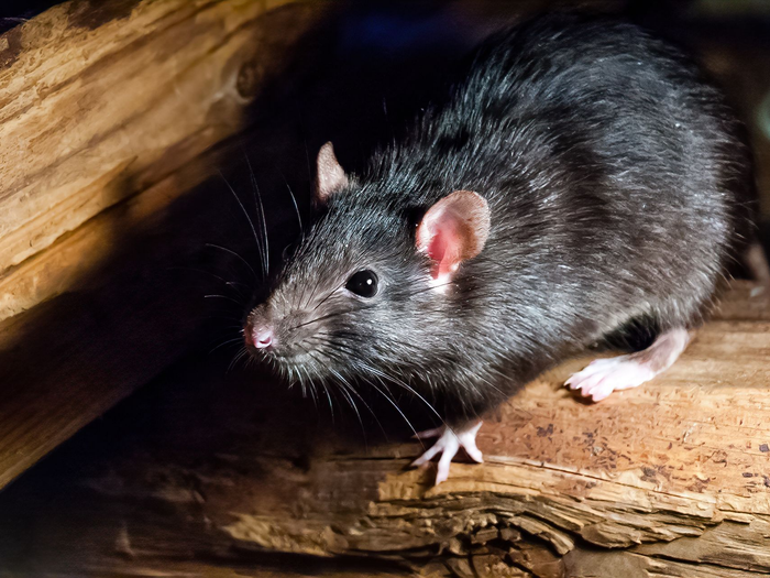 Un rat à la fourrure sombre perché sur un morceau de bois rugueux et texturé.