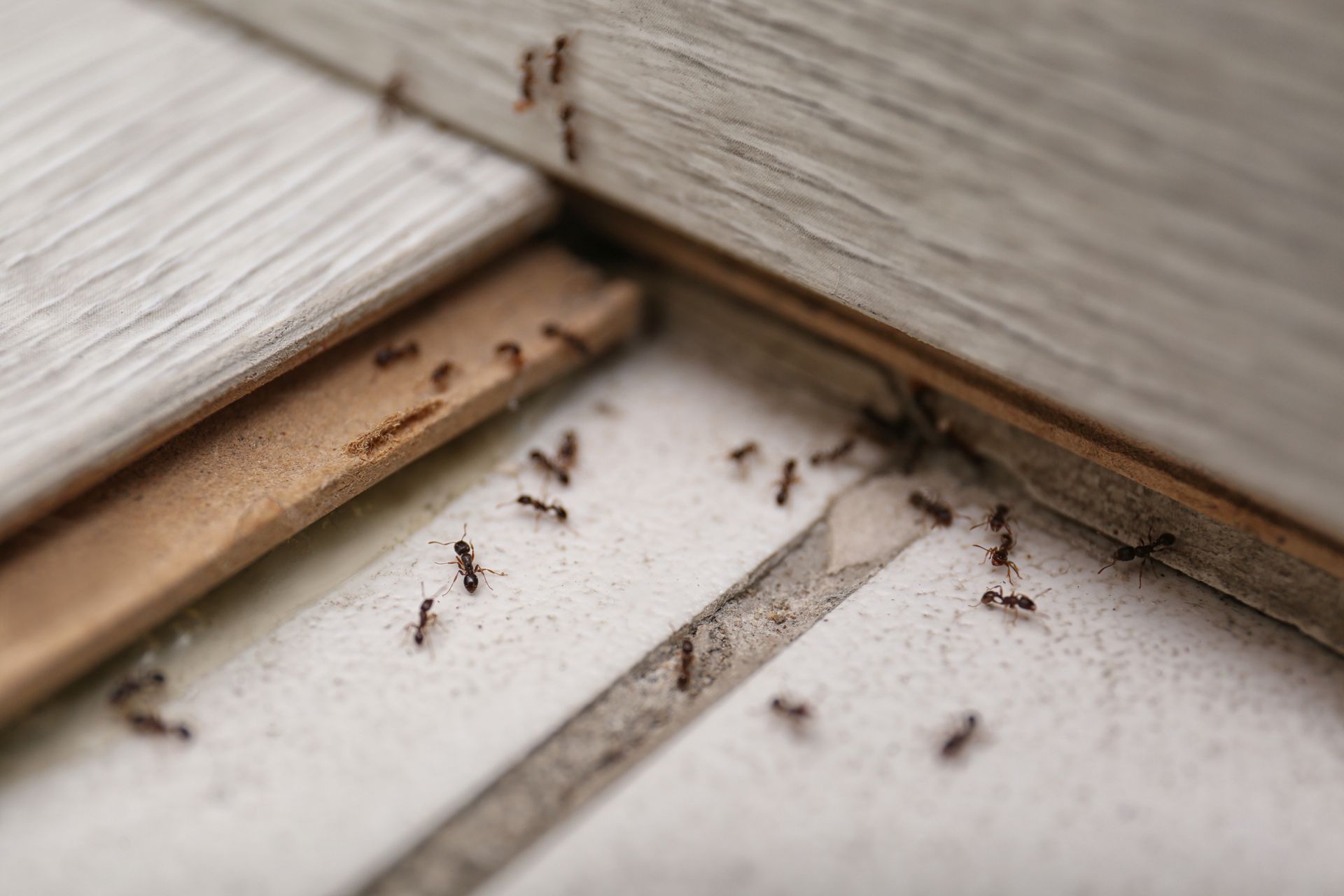 Une file de petites fourmis brunes se promenant le long du bord des carreaux de sol et d'une plinthe.