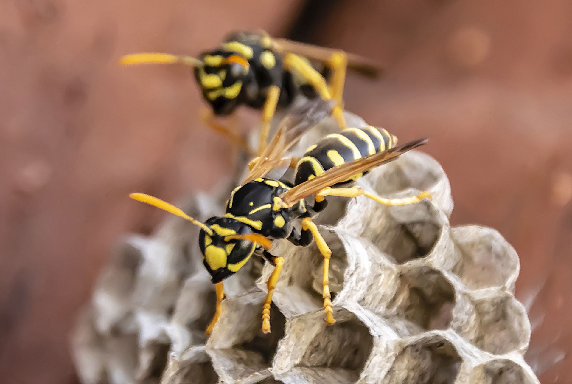Deux guêpes jaunes et noires se tiennent sur un nid en papier gris clair en forme de nid d'abeille.