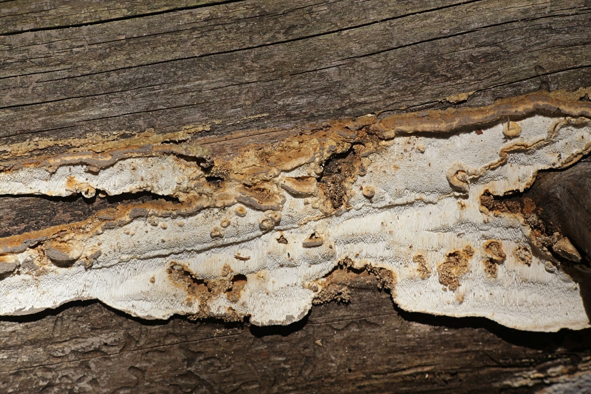 Une mérule : champignon.