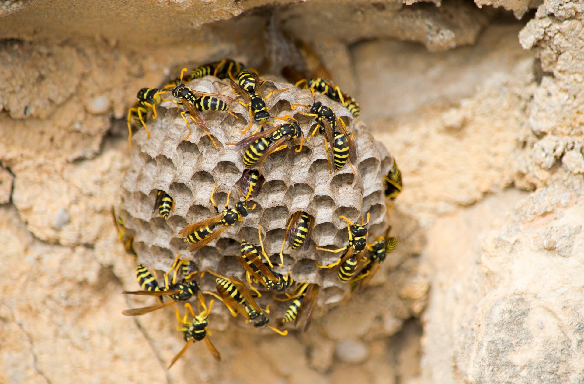 Un nid de guêpes avec plusieurs guêpes rampant sur les alvéoles hexagonales, fixé à un mur de pierre texturé.