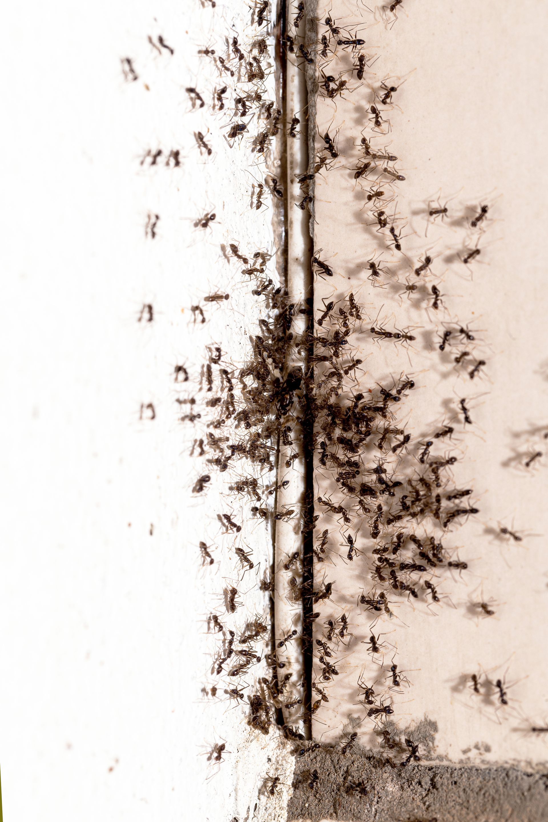 Une longue file de fourmis grimpant le long d'un mur blanc.