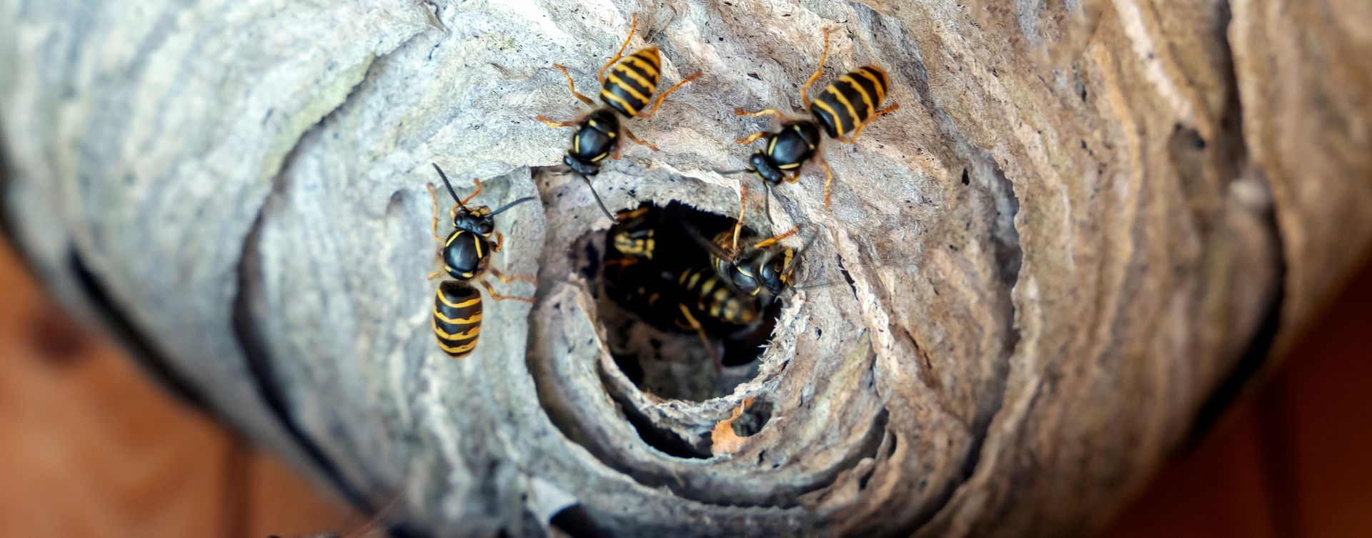 Un nid de frelons d'où sortent plusieurs insectes.