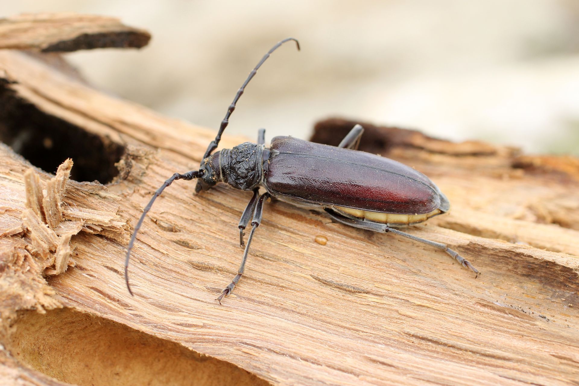 Un coléoptère brun foncé à longues cornes se reposant sur un morceau de bois clair.