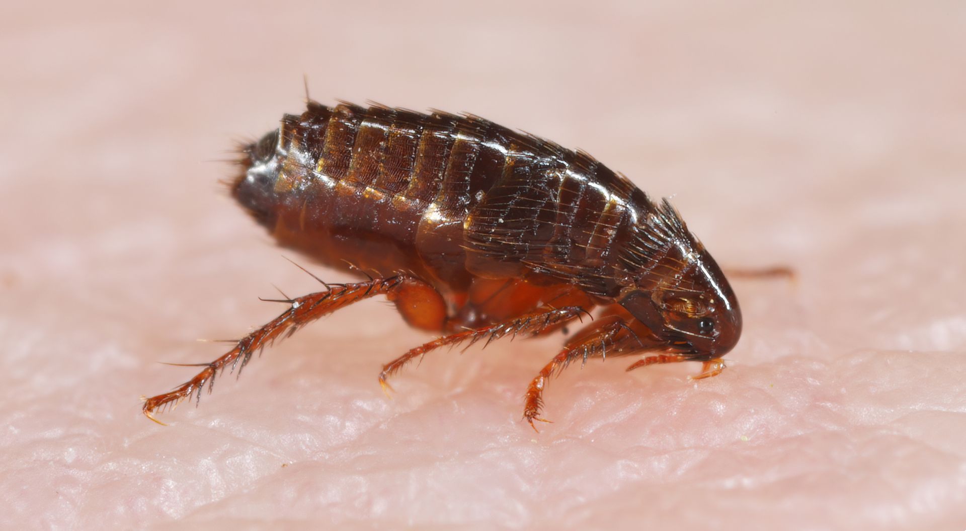 Vue de profil d'une puce brun foncé rampant sur la peau humaine.