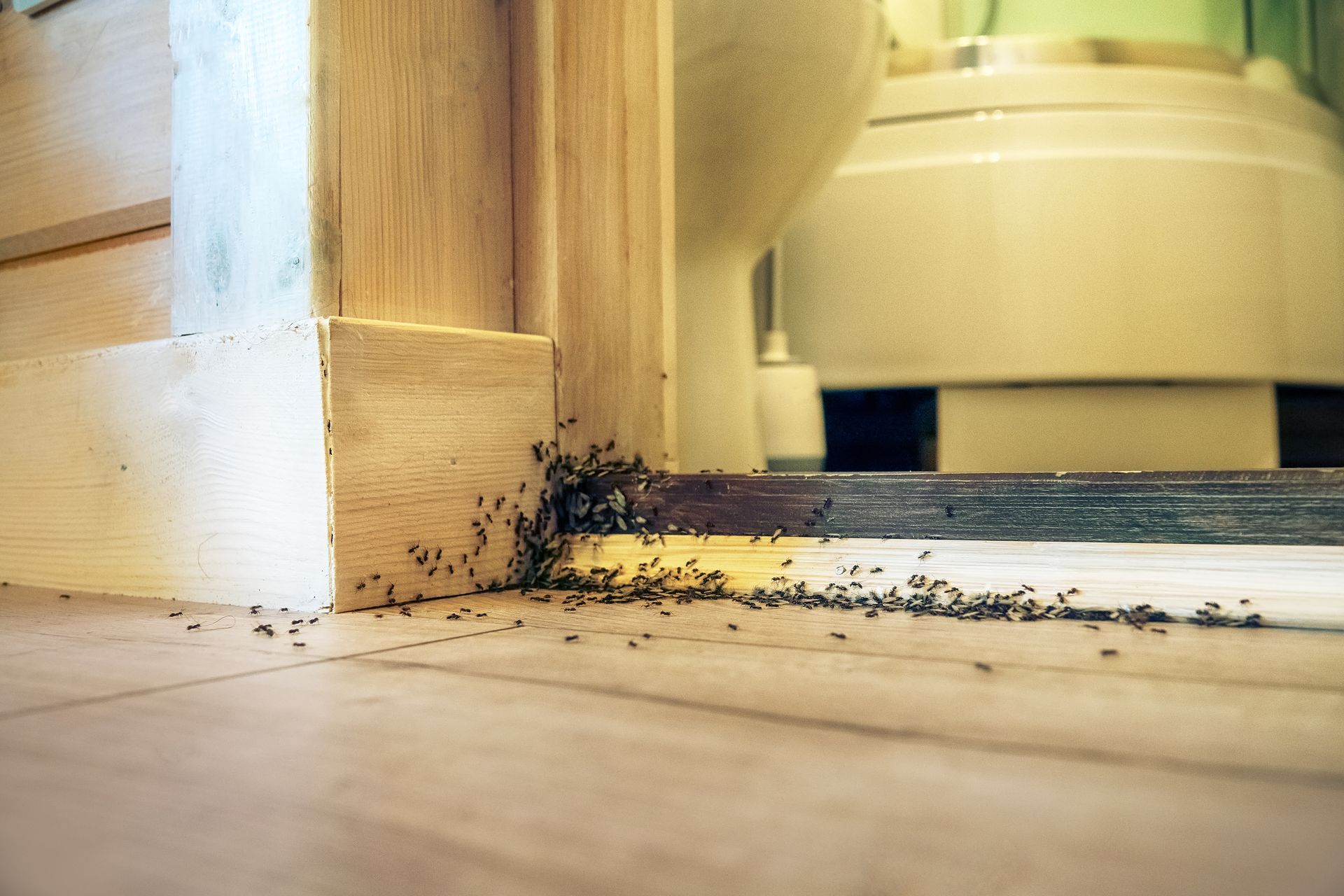 Une longue file de petites fourmis pénètre dans l'embrasure de la porte de la salle de bain.