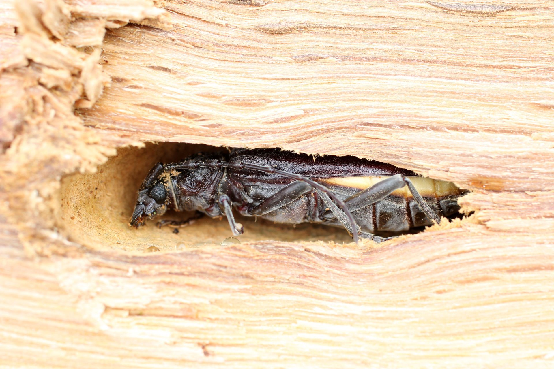 Insecte à l'intérieur d'un trou étroit dans du bois clair